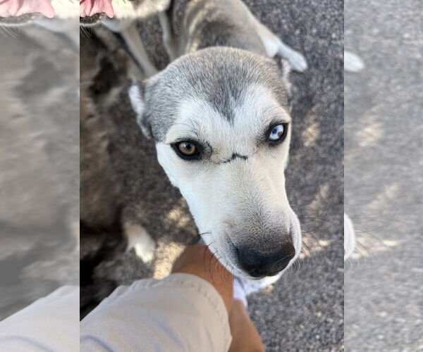 Medium Photo #2 Siberian Husky Puppy For Sale in Cedar Crest, NM, USA
