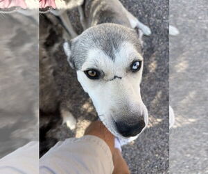 Ace - Male Siberian Husky Dog for Adoption - Photo #2