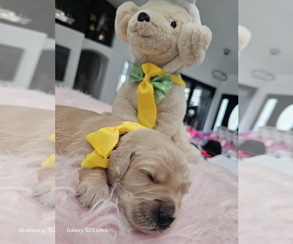Medium Photo #22 Golden Retriever Puppy For Sale in ORLANDO, FL, USA