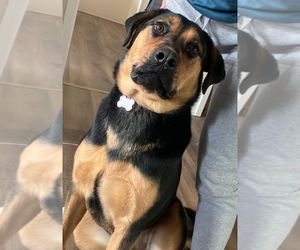 Shepweiller Dogs for adoption in COLORADO SPRINGS, CO, USA
