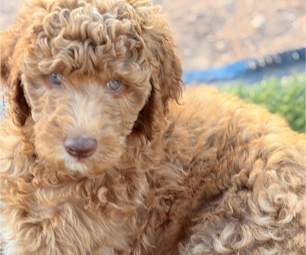 Medium Photo #9 Poodle (Standard) Puppy For Sale in APACHE JUNCTION, AZ, USA