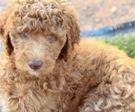 Small #8 Poodle (Standard)