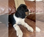 Puppy Tiggy English Springer Spaniel