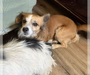 Chihuahua-Unknown Mix Dogs for adoption in Chandler, AZ, USA