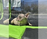 Small Photo #23 French Bulldog Puppy For Sale in NORWALK, CA, USA