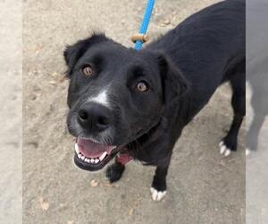 Clara - Female Labrador Retriever-Unknown Mix Dog for Adoption - Photo #3