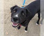 Small Photo #3 Labrador Retriever-Unknown Mix Puppy For Sale in San Diego, CA, USA