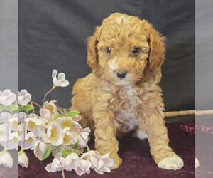 Cavapoo (Miniature) Puppy for sale in MILLERSTOWN, PA, USA