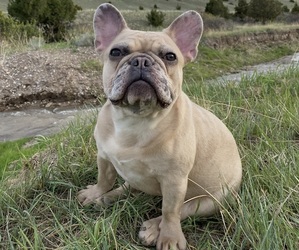 Mother of the French Bulldog puppies born on 12/06/2023