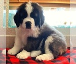 Small #1 Saint Bernard