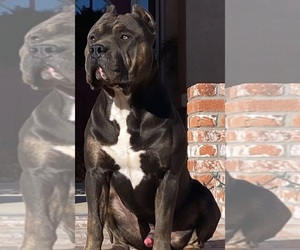 Father of the American Bully puppies born on 04/15/2021