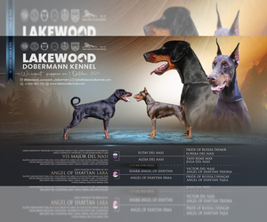 Doberman Pinscher Litter for sale in FORT LAUDERDALE, FL, USA