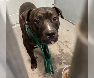 Boxer-Unknown Mix Dogs for adoption in Tavares, FL, USA