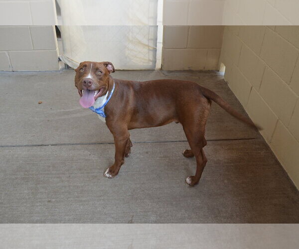 Medium Photo #2 Mutt Puppy For Sale in McKinney, TX, USA