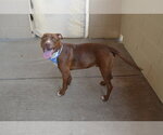 Small #1 Mutt