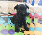 Small Photo #5 Schnauzer (Miniature) Puppy For Sale in SALEM, OR, USA