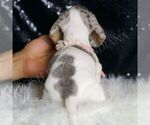 Small #5 Dachshund