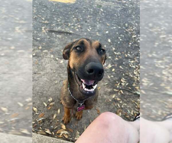 Medium Photo #3 Mutt Puppy For Sale in Rowlett, TX, USA