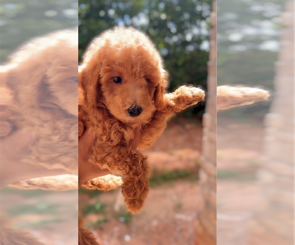 Medium Photo #1 Poodle (Miniature) Puppy For Sale in ATLANTA, GA, USA