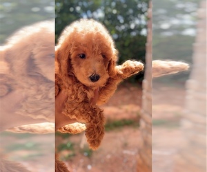 Poodle (Miniature) Puppy for sale in ATLANTA, GA, USA