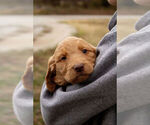 Small Photo #5 Goldendoodle Puppy For Sale in VINITA, OK, USA