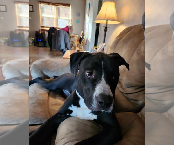 Medium Photo #2 American Pit Bull Terrier Puppy For Sale in Virginia Beach, VA, USA