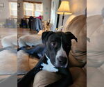 Small #1 American Pit Bull Terrier