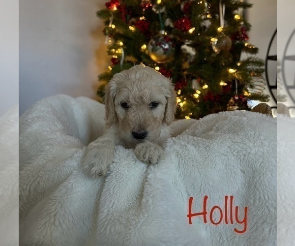 Medium Photo #3 Goldendoodle Puppy For Sale in DENVER, CO, USA