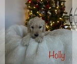 Small Photo #3 Goldendoodle Puppy For Sale in DENVER, CO, USA