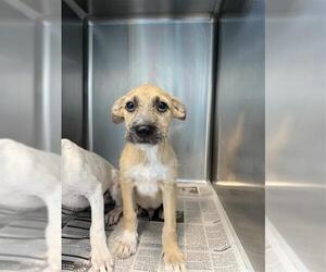 German Shepherd Dog-Unknown Mix Dogs for adoption in San Antonio, TX, USA