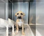 Small German Shepherd Dog Mix