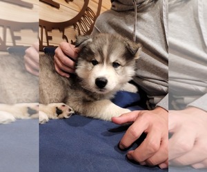 Siberian Husky Puppy for sale in WEST GREENWICH, RI, USA
