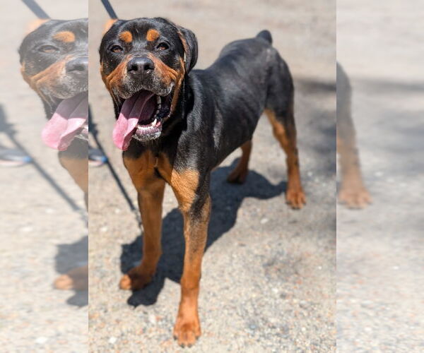 Medium Photo #3 Rottweiler Puppy For Sale in Hillsboro, NH, USA
