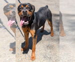 Small #2 Rottweiler
