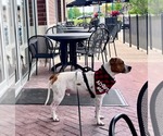 Small #6 American Pit Bull Terrier Mix