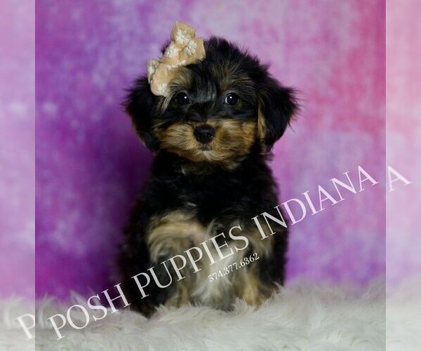 Medium Photo #22 Yorkipoo Puppy For Sale in WARSAW, IN, USA