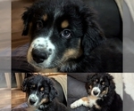Puppy Puppy 2 Australian Shepherd