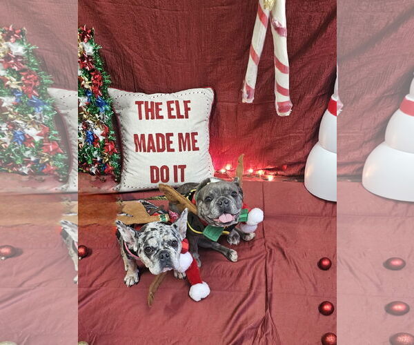Medium Photo #5 French Bulldog Puppy For Sale in Sanford, FL, USA