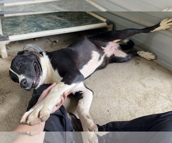Medium Photo #2 Saint Bernard-Unknown Mix Puppy For Sale in Woodsfield, OH, USA