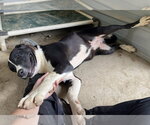 Small #1 Saint Bernard Mix
