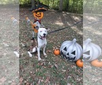 Small #1 American Pit Bull Terrier Mix