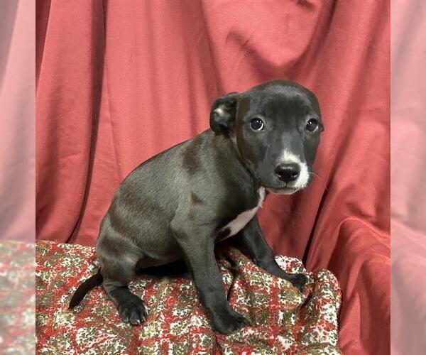 Medium Photo #1 Mutt Puppy For Sale in Modesto, CA, USA