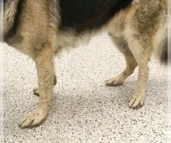 Medium Photo #8 German Shepherd Dog Puppy For Sale in Kansas City, MO, USA