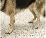 Small #7 German Shepherd Dog