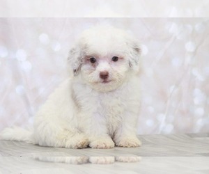 Shih-Poo Puppy for sale in MARIETTA, GA, USA