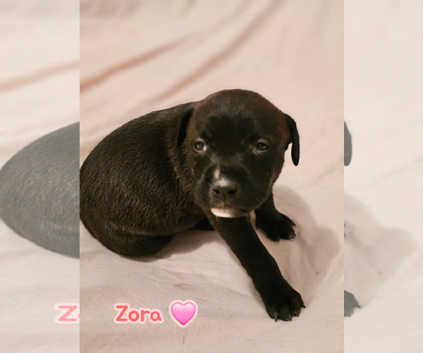 Medium Photo #1 American Staffordshire Terrier-Unknown Mix Puppy For Sale in Holly Springs, NC, USA