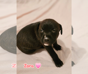 American Staffordshire Terrier-Unknown Mix Dogs for adoption in Holly Springs, NC, USA