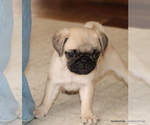 Small #8 Pug