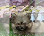 Small #10 Pomeranian