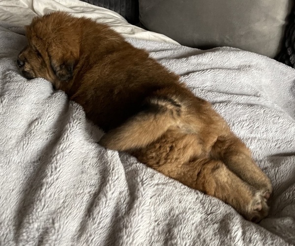 Medium Photo #3 Tibetan Mastiff Puppy For Sale in NAPA, CA, USA